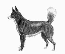 Tahltan Bear Dog httpsuploadwikimediaorgwikipediacommonsthu