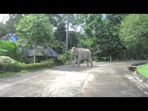 Tai Rom Yen National Park Old wild elephant lady in Tai Rom Yen YouTube