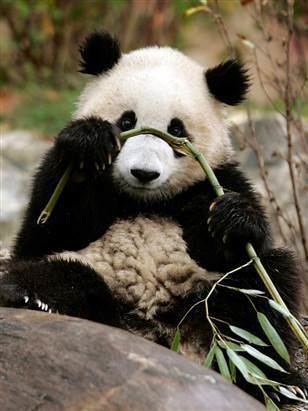 Tai Shan (giant panda) National Zoo panda to stay 2 more years Technology amp science