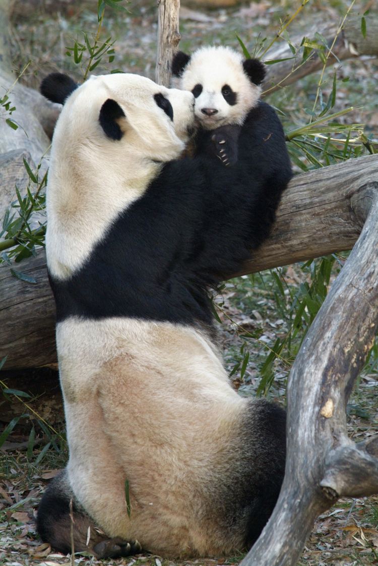 Tai Shan (giant panda) Mei Xiang and Tai Shan Newsdesk