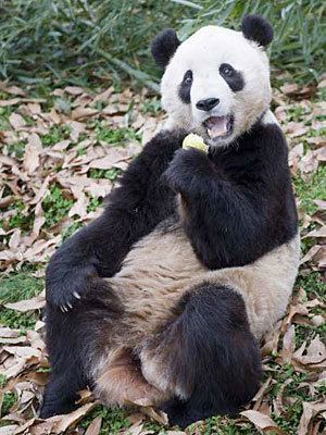 Tai Shan (giant panda) National Zoo prepares to bid farewell to Tai Shan giant panda born