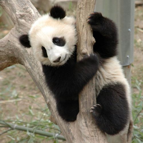 Tai Shan (giant panda) httpssmediacacheak0pinimgcomoriginalsb3