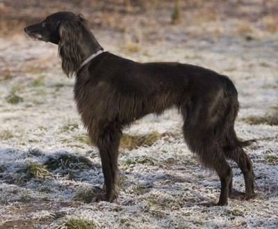 Taigan Taigan Dog Breed Information and Pictures