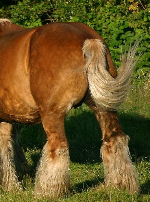 Tail (horse)