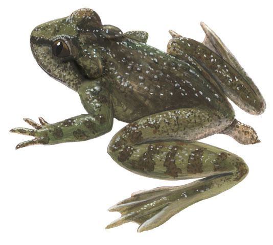 Tailed frog animaldiversityorgcollectionscontributorsGrzim
