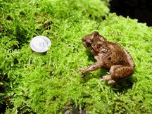 Tailed frog Tailed frog Wikipedia