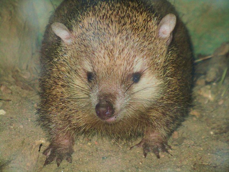Tailless tenrec Tailless Tenrec Facts History Useful Information and Amazing Pictures