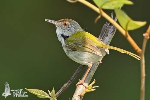 Tailorbird Common Tailorbird