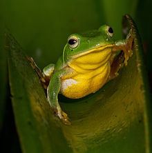 Taipei tree frog httpsuploadwikimediaorgwikipediacommonsthu