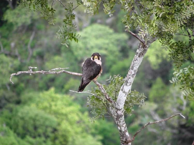 Taita falcon Interview with Andrew Jenkins about the Taita Falcon