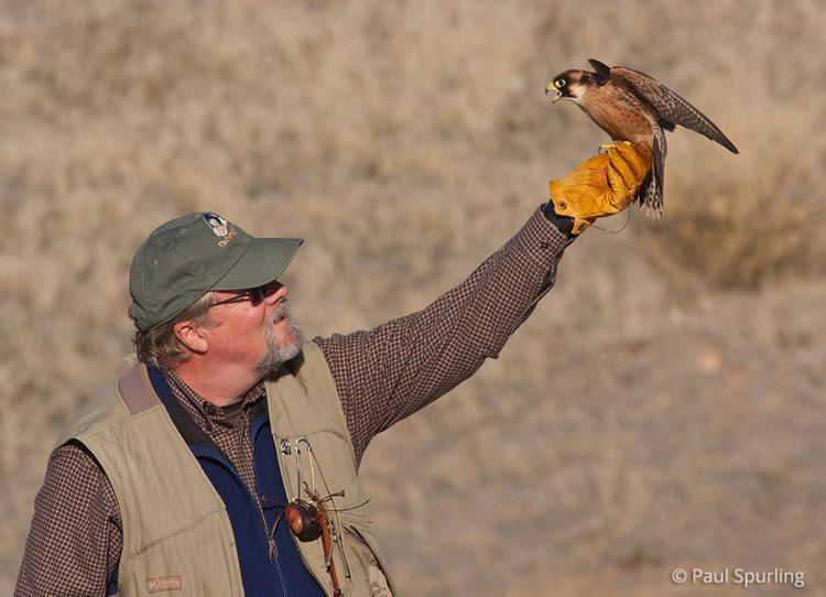 Taita falcon Taita Falcon Falco fasciinucha in Explore Raptors Facts habitat