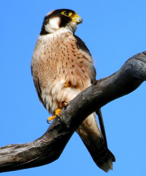Taita falcon Taita Falcon