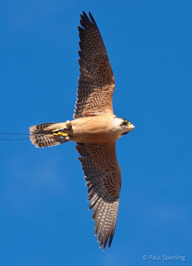 Taita falcon Taita Falcon Falco fasciinucha in Explore Raptors Facts habitat