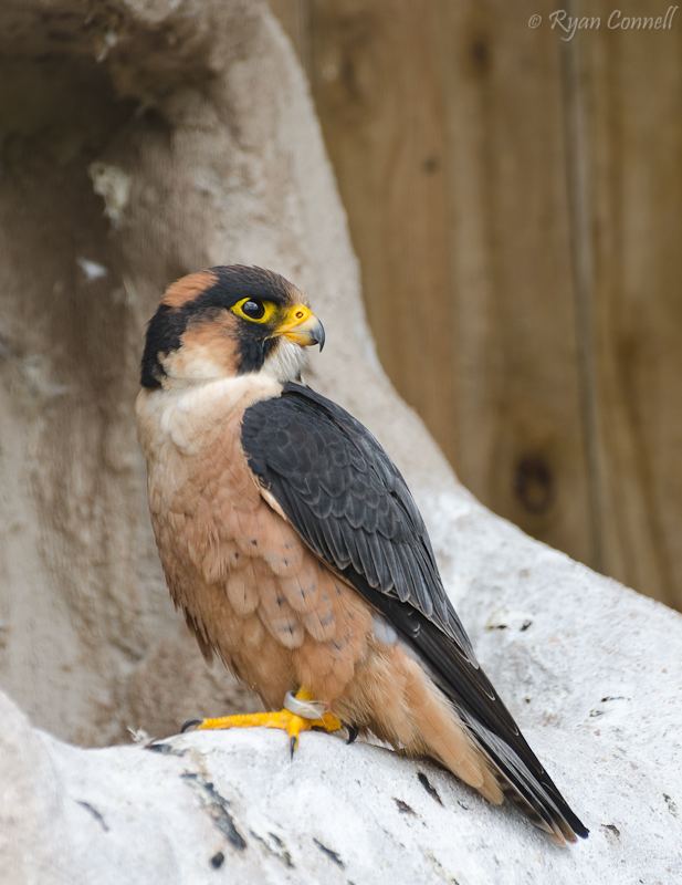 Taita falcon Taita Falcon by Samuraidbn on DeviantArt