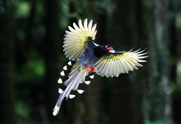 Taiwan blue magpie Taiwan Blue Magpie Urocissa caerulea videos photos and sound