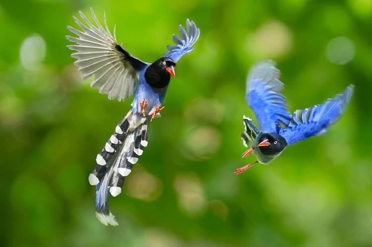 Taiwan blue magpie Most beautiful birds Taiwan Blue Magpie Strange Sounds