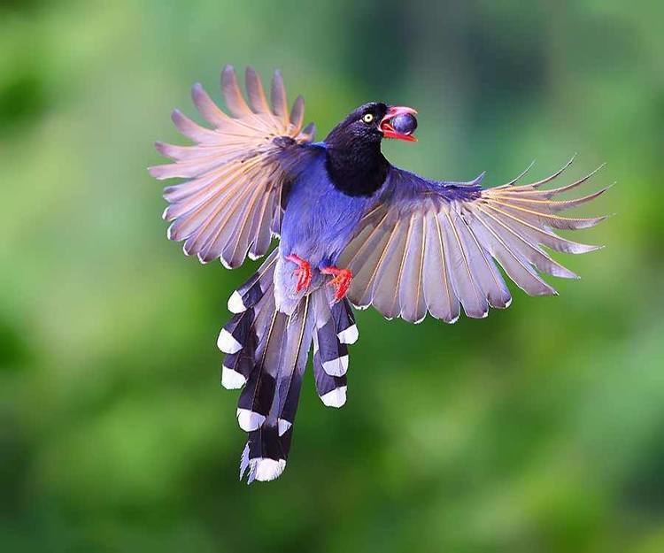 Taiwan blue magpie Most beautiful birds Taiwan Blue Magpie Strange Sounds