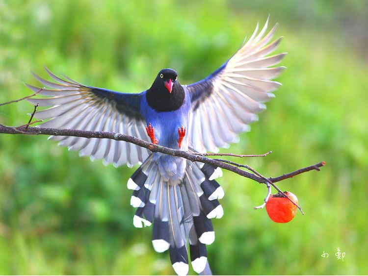 Taiwan blue magpie Taiwan Blue Magpie Taiwan Blue Magpie Donald Harbour Poetry 4