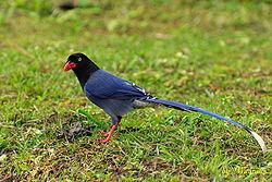 Taiwan blue magpie httpsuploadwikimediaorgwikipediacommonsthu