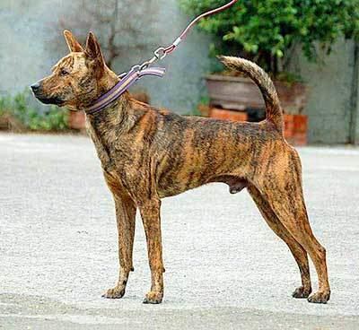 Taiwan Dog Taiwan Dog Breed Info Characteristics Traits Personality