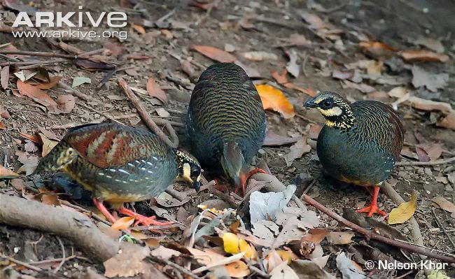 Taiwan partridge Taiwan partridge videos photos and facts Arborophila crudigularis