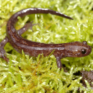 Taiwan salamander naturehlgovtwImageashxattreyJ0YWciOiJBbmltY