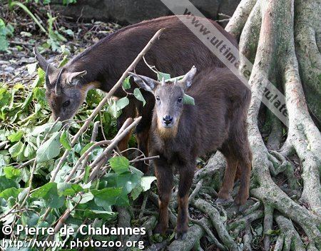 Taiwan serow Formosan serow Capricornis swinhoei Quick facts