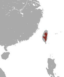 Taiwanese brown-toothed shrew httpsuploadwikimediaorgwikipediacommonsthu