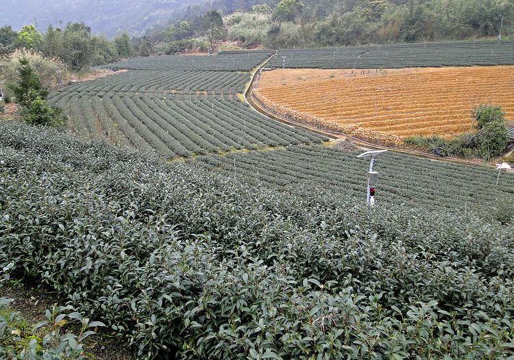 Taiwanese tea culture