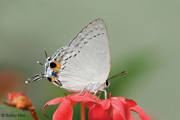 Tajuria ButterflyCircle Checklist