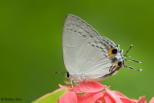 Tajuria ButterflyCircle Checklist