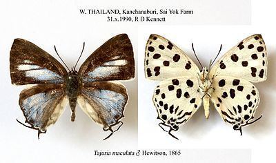 Tajuria maculata httpsuploadwikimediaorgwikipediacommonsthu