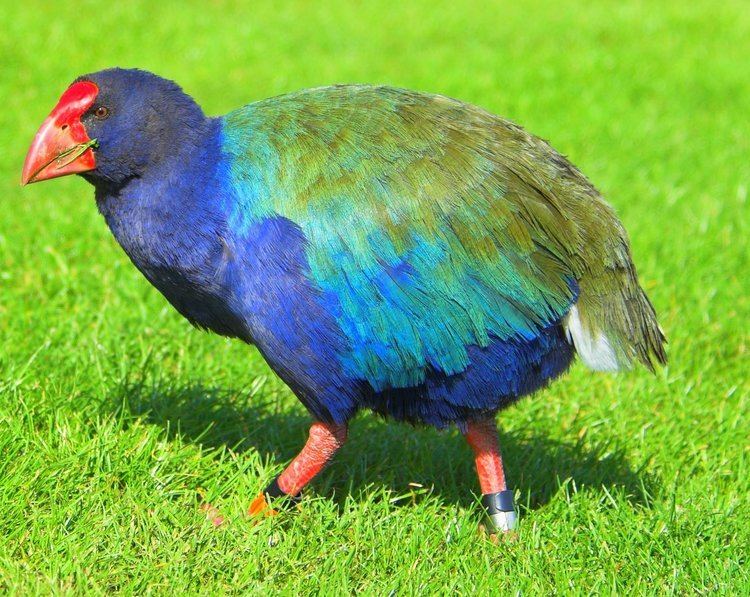 Takahē The Plight of the Takah Featured Creature