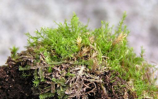 Takakia Takakia lepidozioides Moss