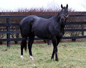 Take Charge Indy Take Charge Indy Sold to South Korea BloodHorsecom