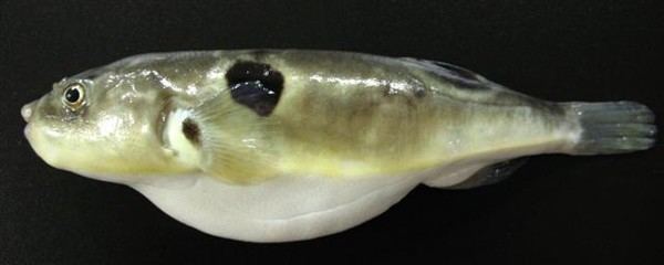 Takifugu MitoFish Takifugu obscurus