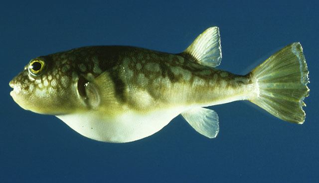 Takifugu Fish Identification