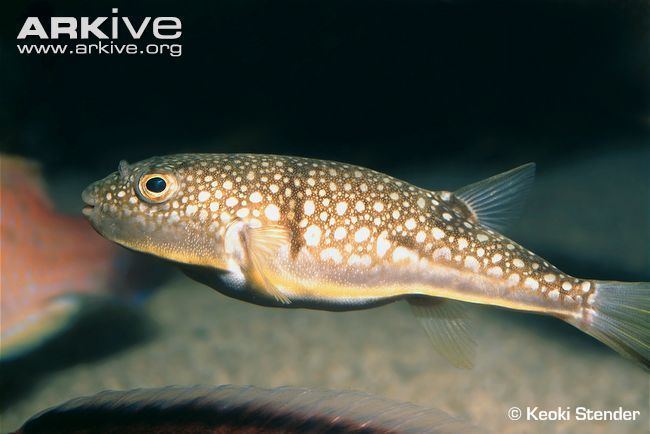 Takifugu Pufferfish videos photos and facts Takifugu poecilonotus ARKive