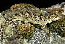 Takitimu gecko httpsuploadwikimediaorgwikipediacommonsthu