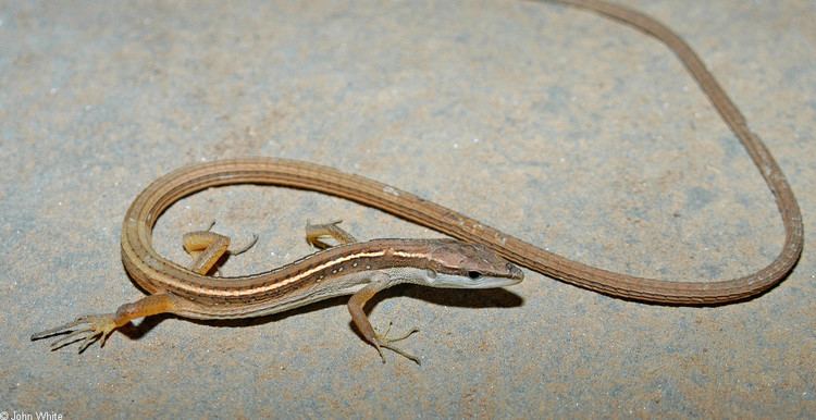 Takydromus CalPhotos Takydromus sexlineatus Asian Longtailed Lizard