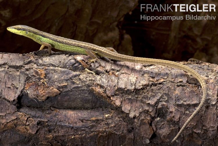 Takydromus sexlineatus Longtailed Grass Lizard Reptiles and Amphibians of Bangkok