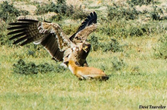 Tal Chhapar Sanctuary Eagle attacking a Fox Picture of Tal Chhapar Sanctuary Rajasthan