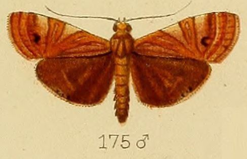 Talanga exquisitalis