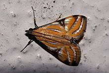 Talanga (moth) httpsuploadwikimediaorgwikipediacommonsthu