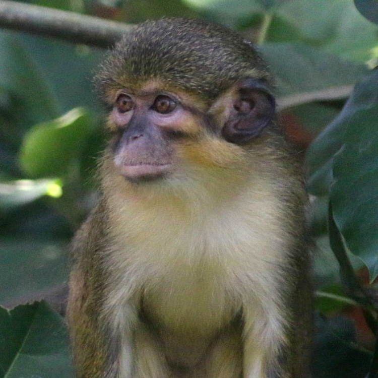 Talapoin Talapoin Monkey