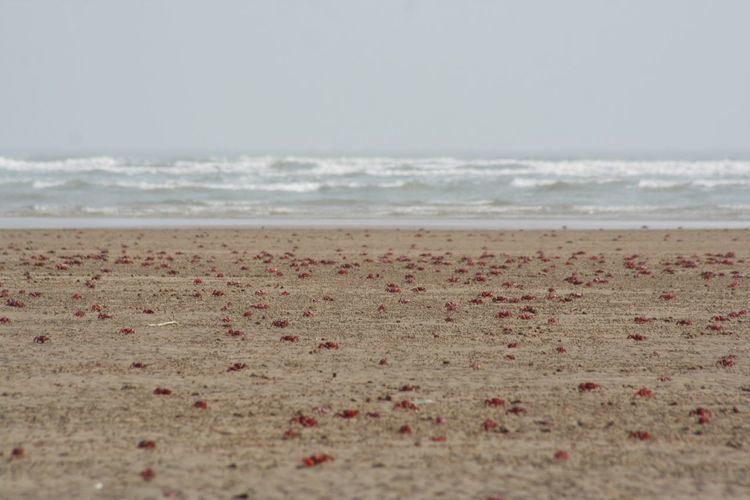 Talasari Beach Talasari Beach And Lots of Crabs Anarya39s Sanctuary
