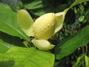 Talauma candollei Egg Magnolia