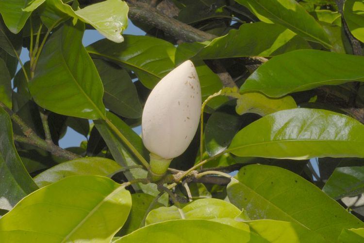 Talauma Talauma Magnoliaceae image 28413 at PlantSystematicsorg