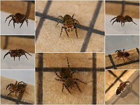 Talavera (spider) httpsuploadwikimediaorgwikipediacommonsthu