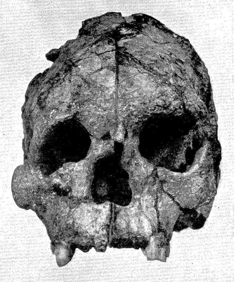 Talgai Skull